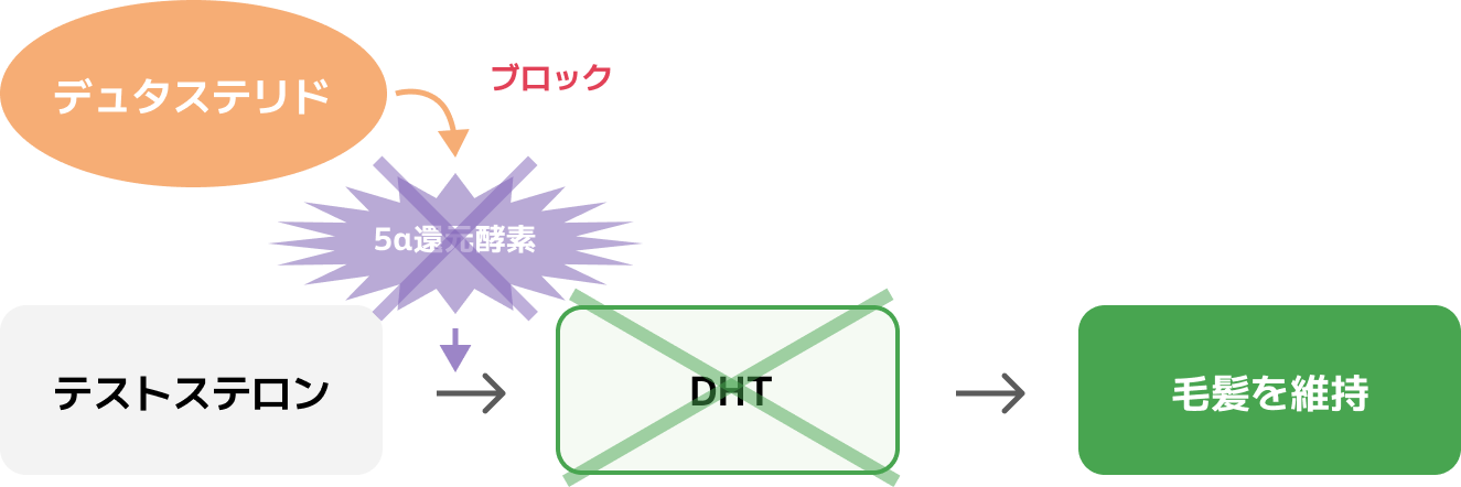 デュタステリドが5α還元酵素をブロックし、DHTの生成を抑制して毛髪を維持