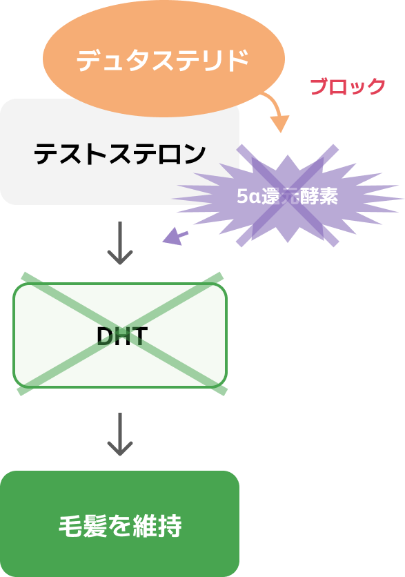 デュタステリドが5α還元酵素をブロックし、DHTの生成を抑制して毛髪を維持