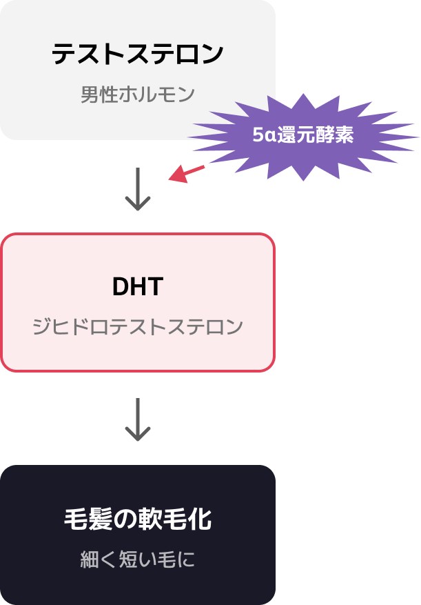 AGAのメカニズム：テストステロンが5α還元酵素によってDHTに変換され、毛髪の軟毛化を引き起こす